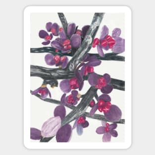 Barberry Shrub Spring Buds Sticker